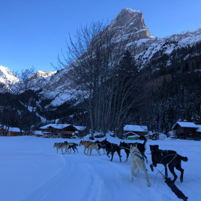 Chiens de traineaux