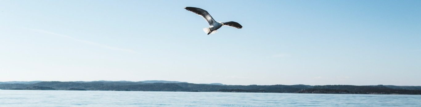 Image d'un goéland qui vole au dessus de la mer