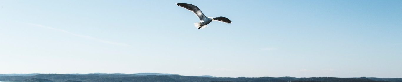 Image d'un goéland qui vole au dessus de la mer